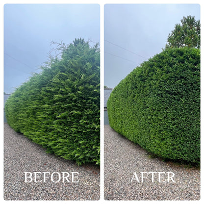 Hedge Trimming