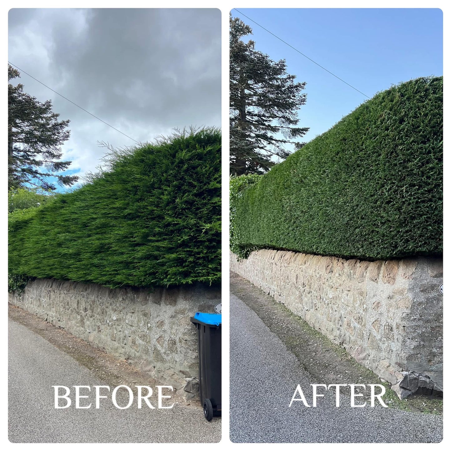 Hedge Trimming