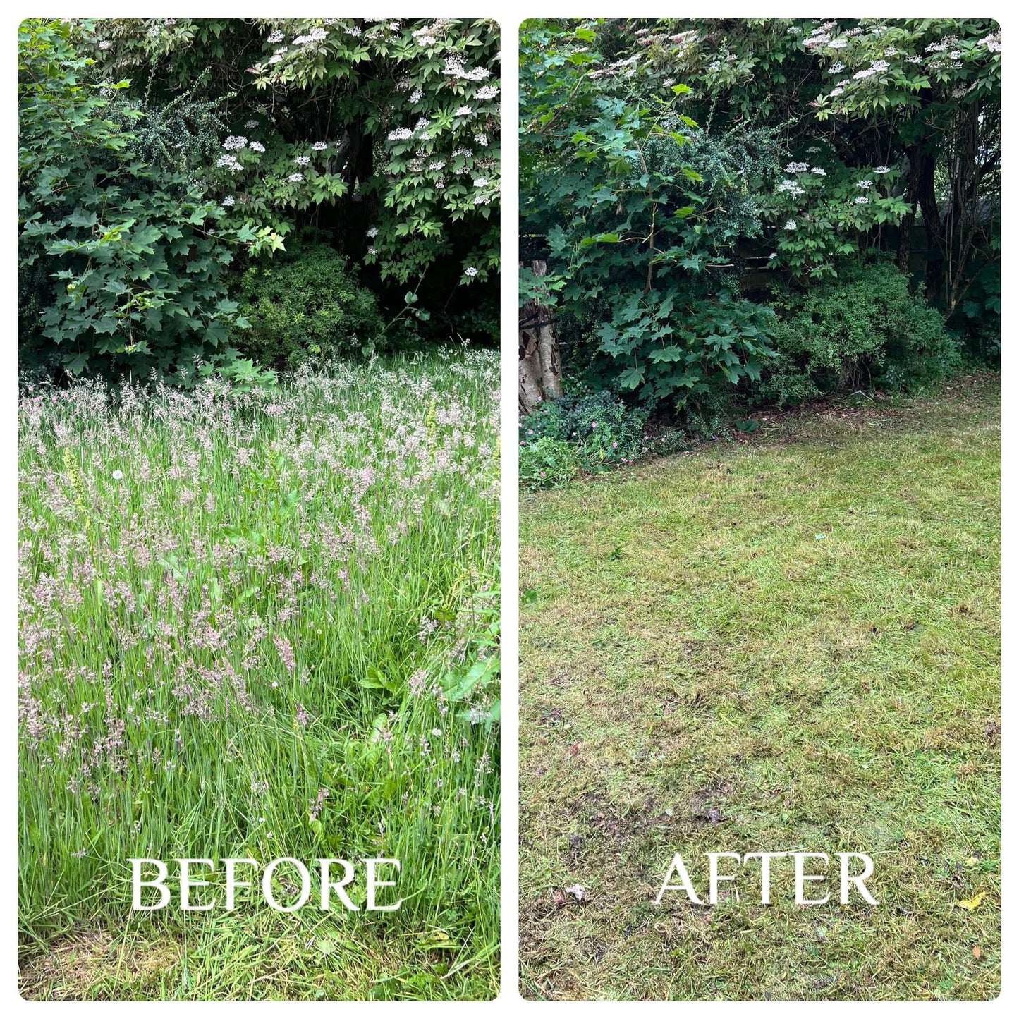 Overgrown Grass Cut