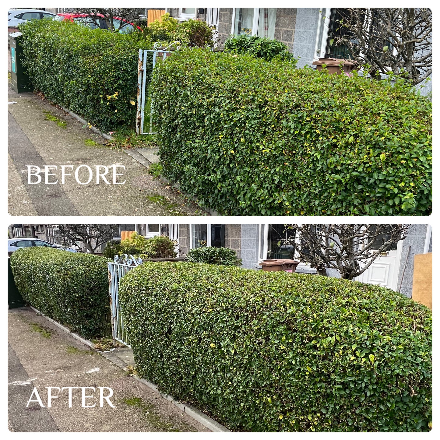 Hedge Trimming